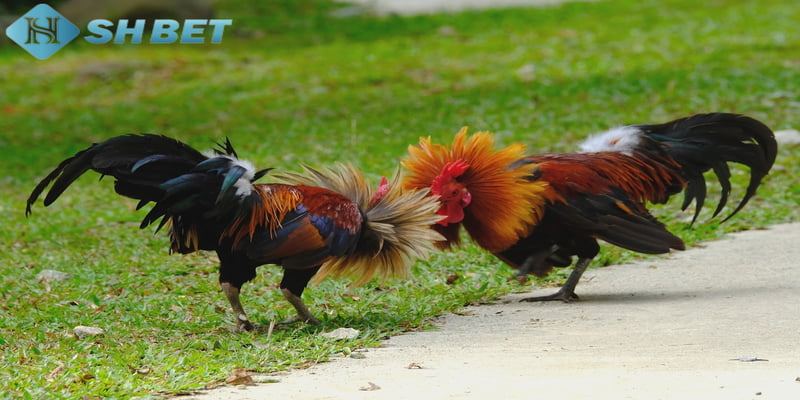 cách nhận biết gà đá hay Tổng hợp các cách nhận biết gà đá hay