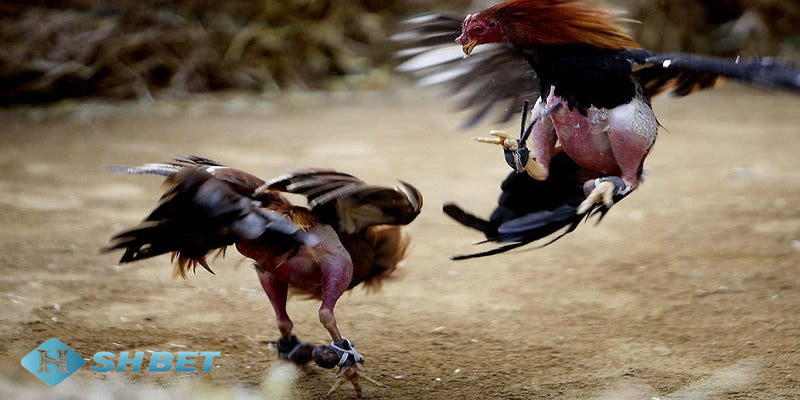 đá gà trực tuyến là gì Ưu điểm khi chơi đá gà trực tuyến là gì