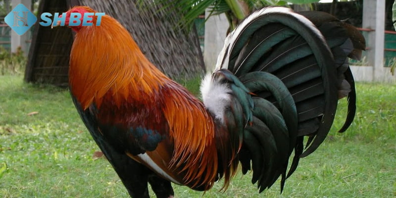 gà mỹ đá cựa tròn Cách chăm sóc gà mỹ đá cựa tròn hiệu quả