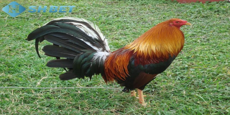 gà mỹ đá cựa tròn Giới thiệu về gà mỹ đá cựa tròn