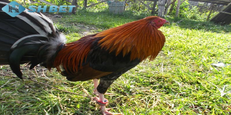 gà mỹ đá cựa tròn Chế độ dinh dưỡng phù hợp