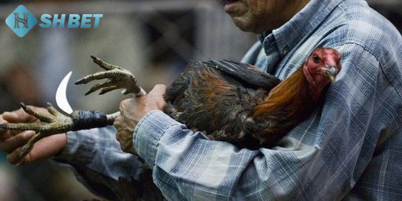 mẹo đá gà cựa dao Tại sao anh em nên biết mẹo đá gà cựa dao