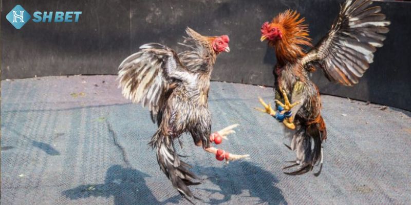 Đá gà thomo được nhiều người lựa chọn tham gia