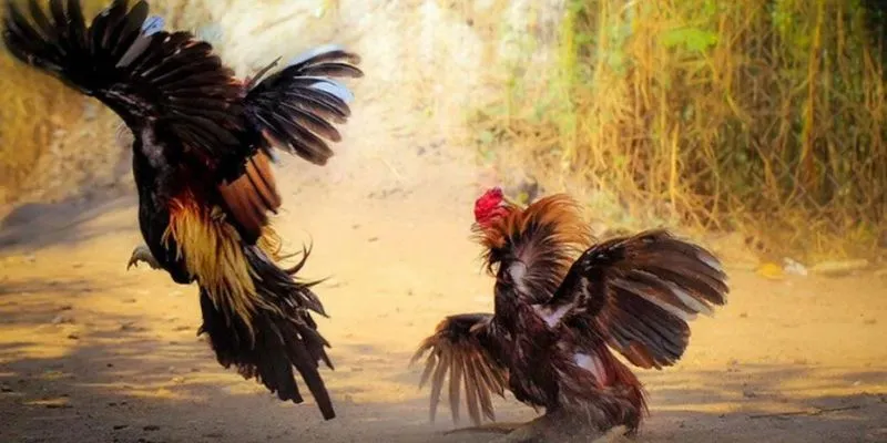 Tổng hợp những tiêu chí cần lưu ý khi chọn gà đá
