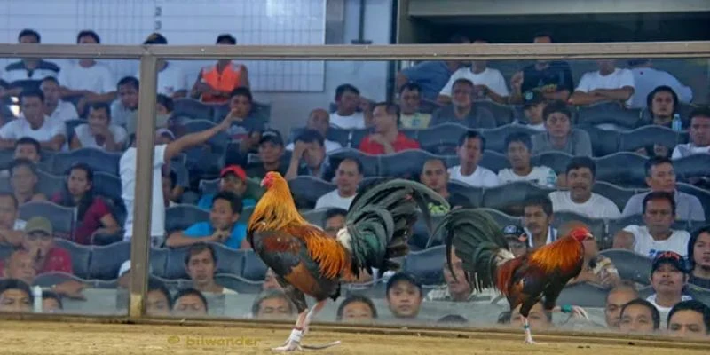 Tìm hiểu cơ bản về kèo đá gà