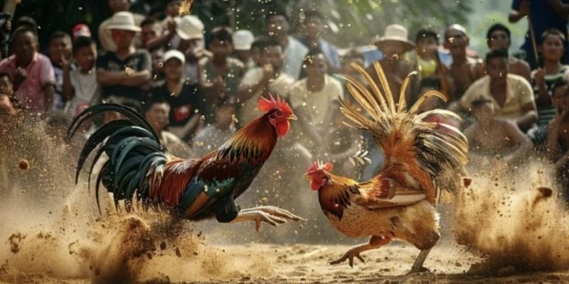 Cách xem kèo đá gà hiệu quả từ cao thủ