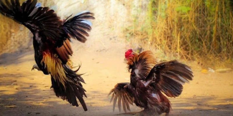 Mẹo chơi đá gà thắng lớn từ cao thủ