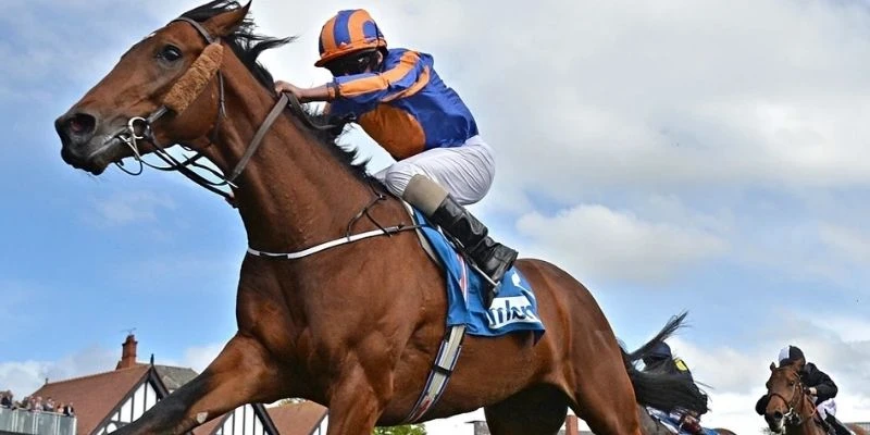 Mẹo đặt cược đua ngựa hiệu quả